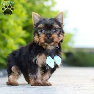 Mitchell, Yorkie Puppy